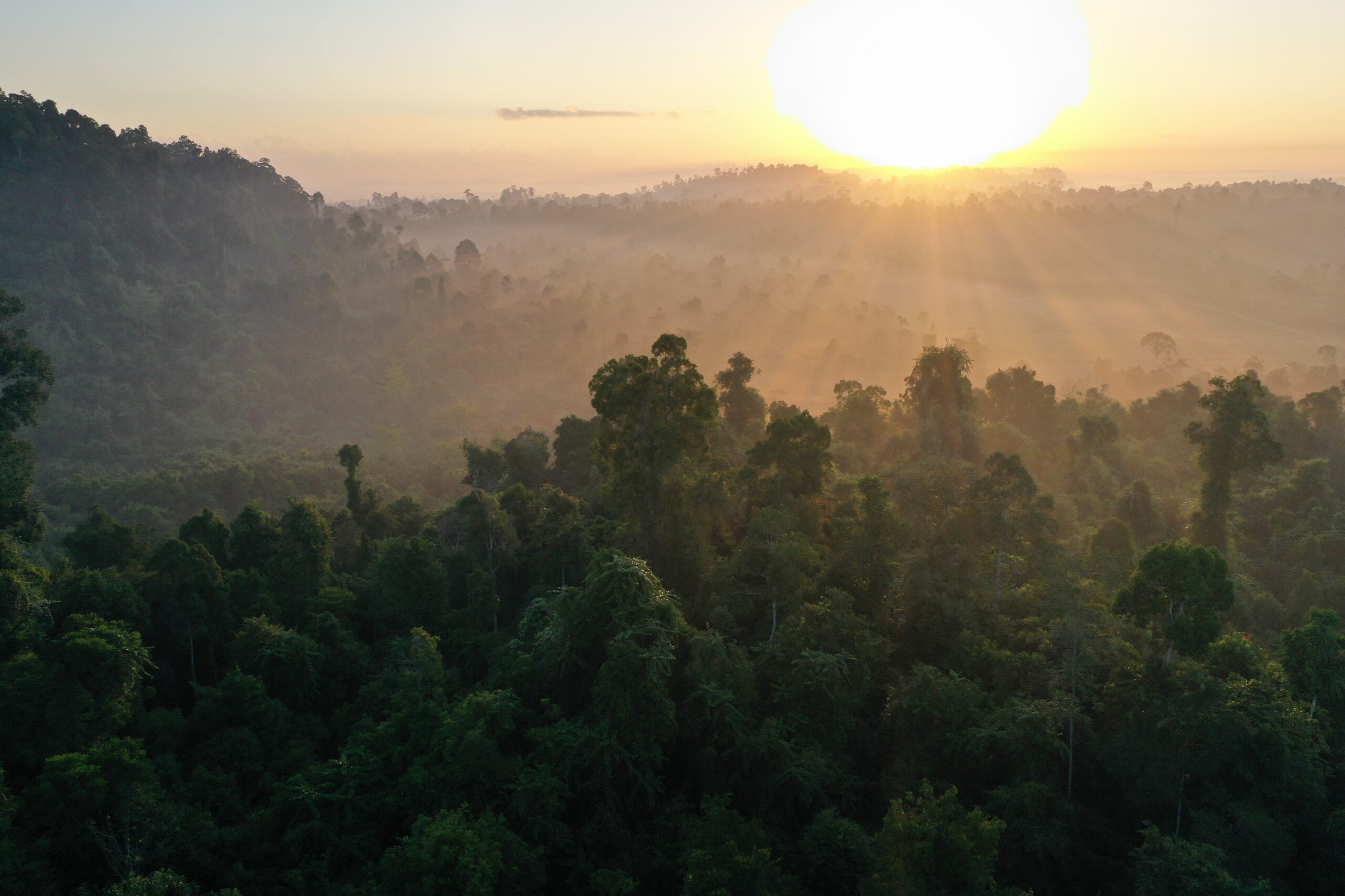 Image of rainforest landscapes by Rainforest Trust.